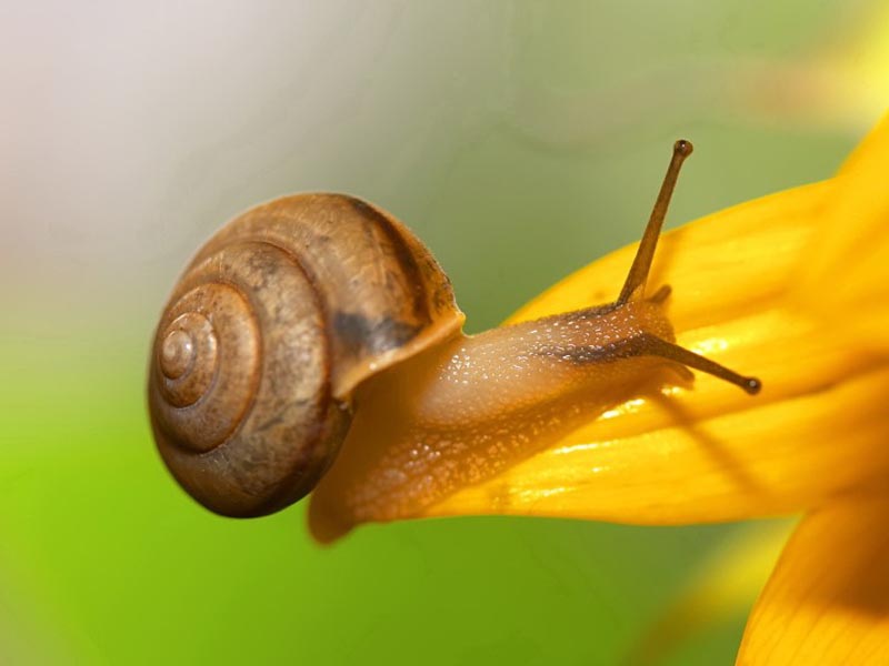 蜗牛的特点